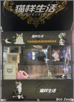 Cat Life permanent display in Mall
